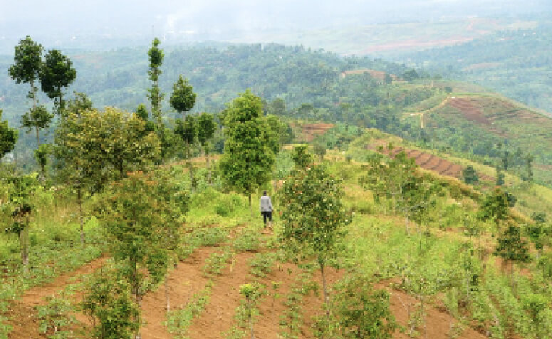 インドネシア ジャワ島の画像